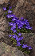 Campanula piperi - Olympic Bluebell 14-6616-7